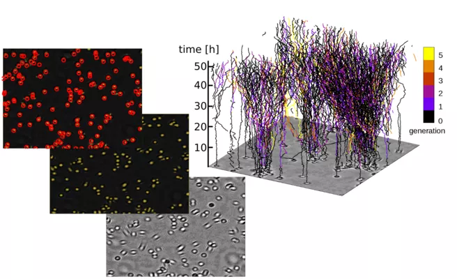 An illustration of the project Machine learning-based image detection for lensless microscopy in life science