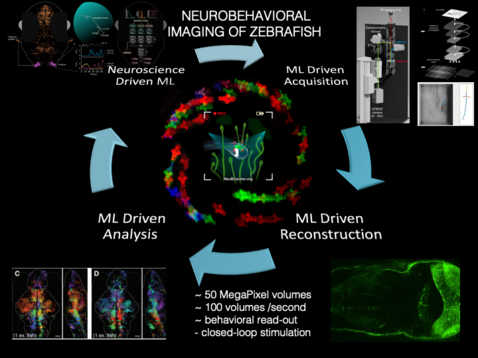An illustration of the project AI-driven analysis and image acquisition of in-vivo neuronal network activity
