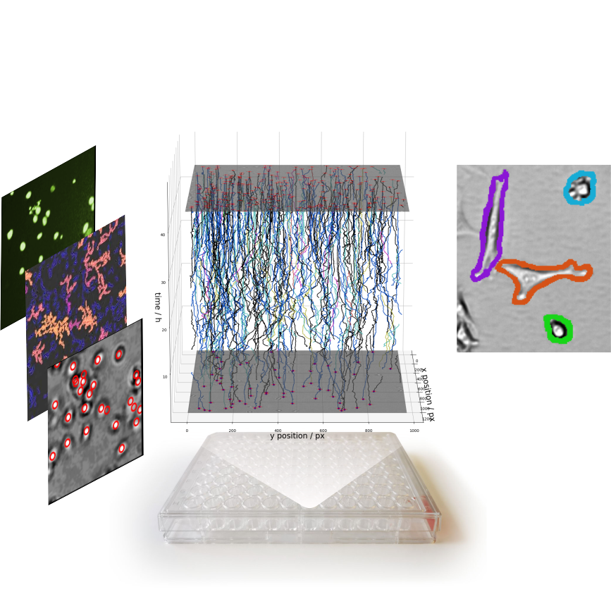 An illustration related to the projekt Tracking phenotypes with automated lensfree microscopy